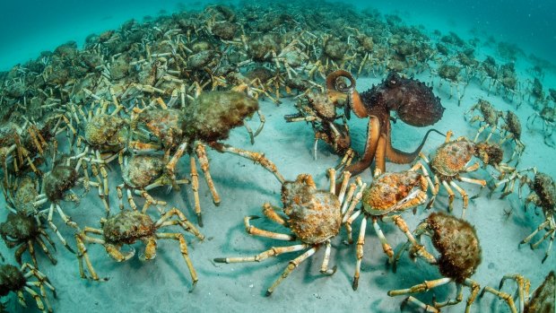 This image features a very unusual (and fortunate) encounter between an aggregation of spider crabs (Leptomithrax gaimardii) and a predatory octopus (Octopus maorum). This very rare and exciting encounter took place off Maria Island, Tasmania.