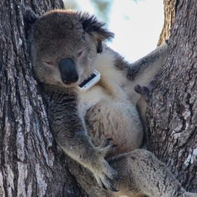 The tags used on koalas will help farmers work out which trees they should plant and retain to help the animal’s survival.