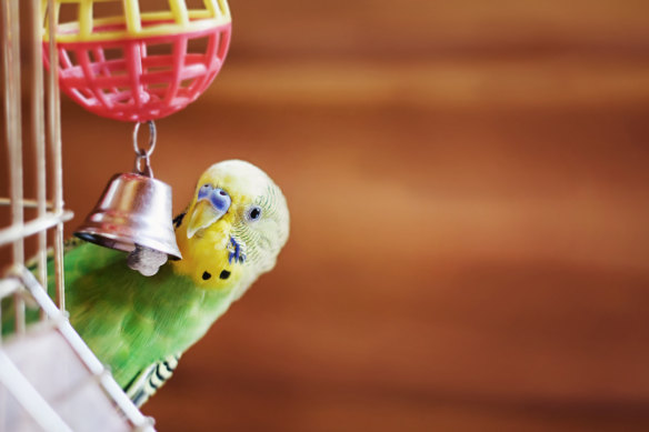 Social media was invented to serve the same purpose as the suckold budgie.