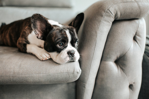 70 per cent of dogs display signs of anxiety.