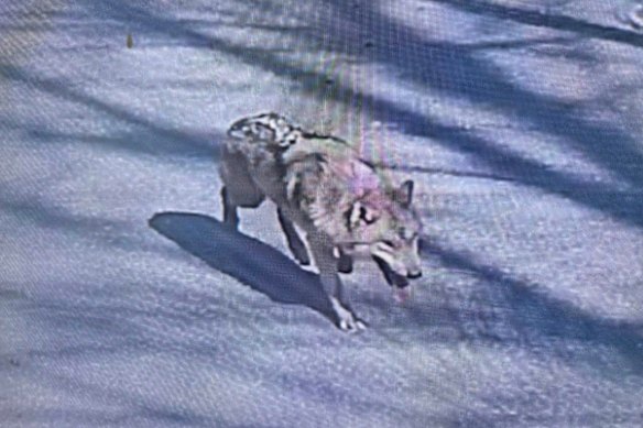 Il lupo è rimasto in fuga per nove giorni dopo essere scivolato sotto una recinzione. 