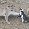 A puma hunts penguins in the Patagonia region. 