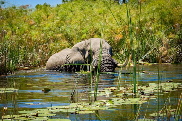 African elephant in the Okavango Delta of Botswana.
