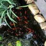 40 goldfish netted from Queensland home pond in bizarre theft