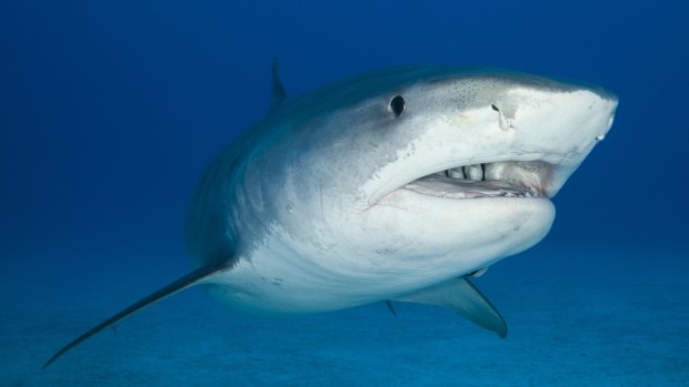 Mr Gustafson said a sensor on sharks' "snouts" helped them find prey in dirty water. (File Image)