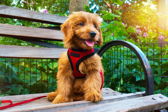 Melbourne loves its dogs, why not put in the appropriate facilities for them?