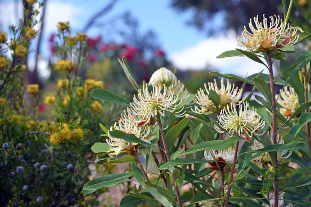 Hardy, drought tolerant water-wise Australian spring garden with white Shady Lady waratahs, Telopea speciosissima, and yellow broad leaf drumstick flowers, Isopogon anemonifolius, under a blue sky
