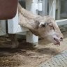 Live exporter to face trial after losing sheep ‘cruelty’ appeal bid