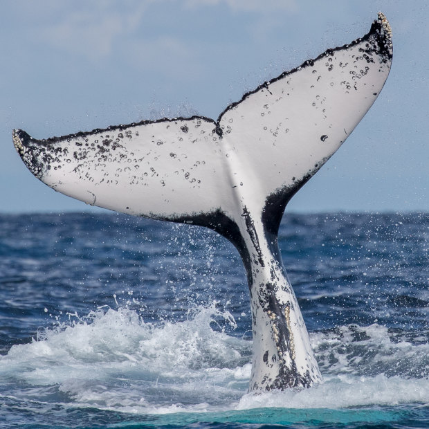 Humpback whales off the coast of Cronulla and Bundeena this winter.