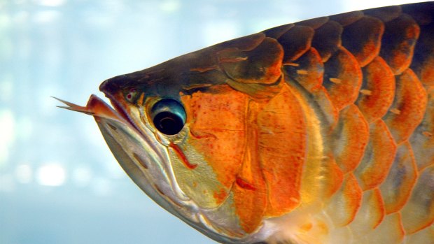 An arowana fish, where ASX listed investment group Arowana takes its name.