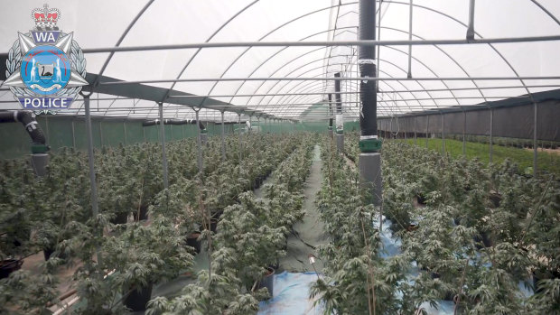 Police seized more than 7500 cannabis plants.