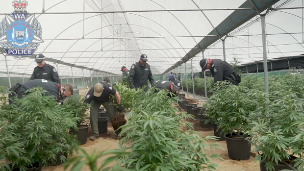 Police dismantle the cannabis growing operation.