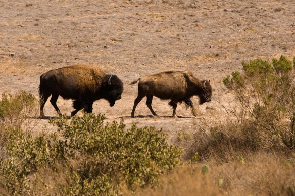 Bison roaming the island.