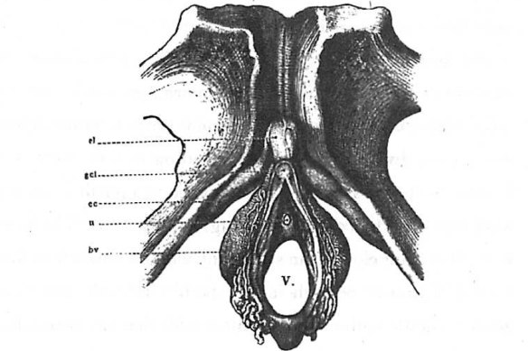 Helen O’Connell’s work built on the groundbreaking 1840s anatomy and “really beautiful” drawings of Georg Kobelt. 