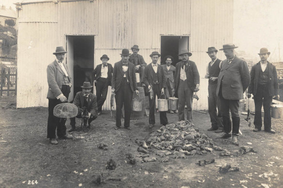 Professional ratcatchers during the bubonic plague in 1900.