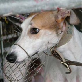 Under Animals Subordinate Law 2003 greyhounds are to be muzzled in public.