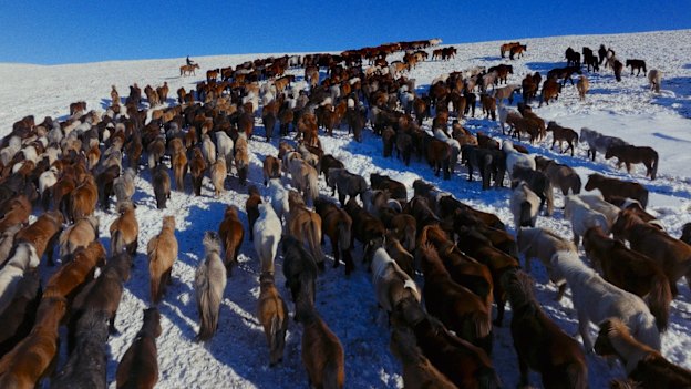 The horse herd in Iron Winter with a rider in the distance.