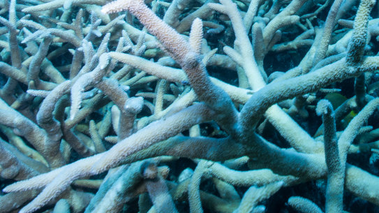 Coral bleaching of the Great Barrier Reef.