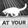Deaf white cats were safe on the Harbour Bridge