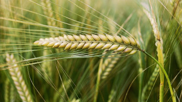 Australian barley producers have been given 10 days to fight proposals by China to impose tariffs worth 80 per cent on barley imports.
