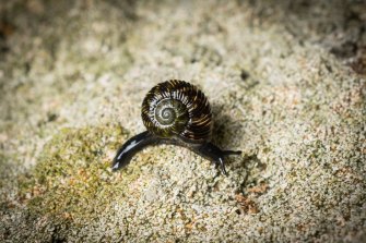 Land snails have been found on Lord Howe, years after they were thought to have died out.