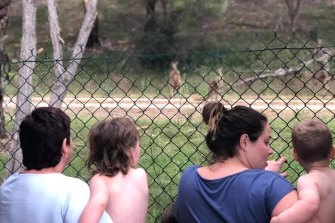 A family watches the kangaroos.