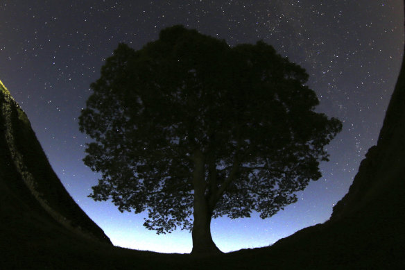 The stars above Sycamore Gap tree near Bardon Mill, England, in 2015.