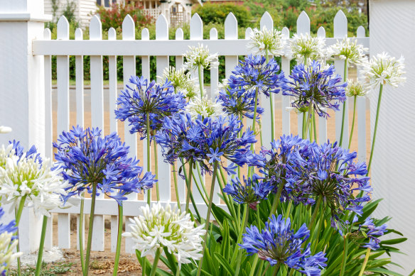 Agapanthus reigns supreme in a variety of difficult roles, including stabilizing steep slopes and offering a low-maintenance, low-water option in driveways, along fence lines, and in pots.