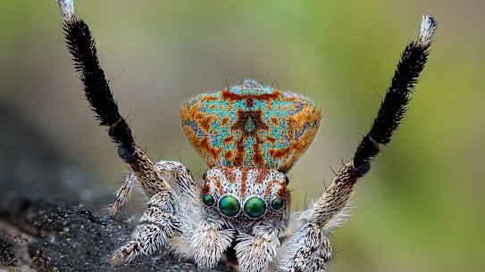 The maratus yanchep.