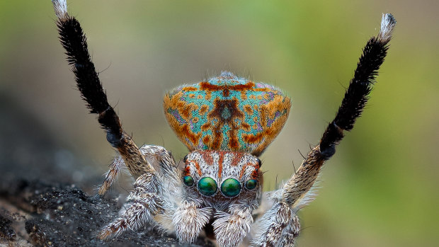 More Perth-only peacock spiders discovered – but laws won’t save them