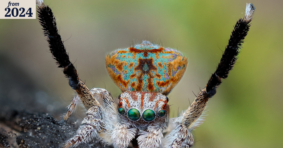 Peet’s Elavale Estate threatens existence of maratus Yanchep spider