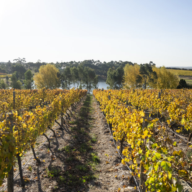Bannockburn, a family-owned vineyard in Geelong, Victoria.