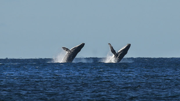 Meanwhile, two humpback whales were breaching offshore.