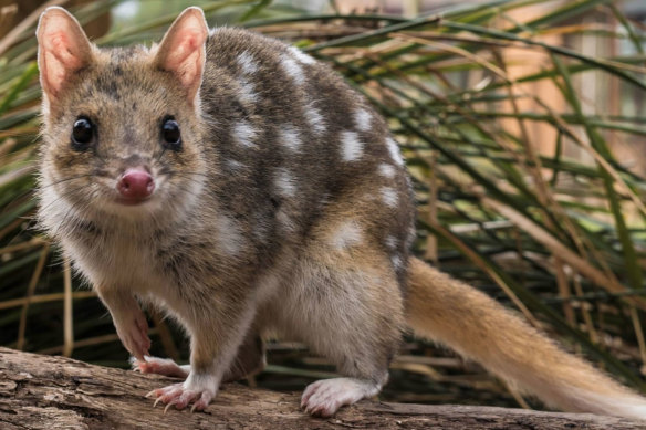 Before Harry Saddler puts down his pen, many quoll populations start to bounce back. 
