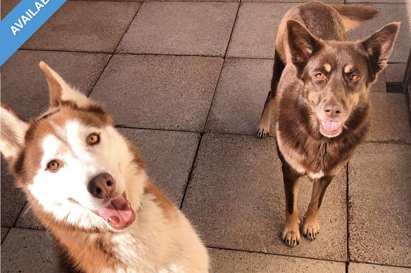 Husky Bollie and kelpie Remi were surrendered due to the rental crisis.