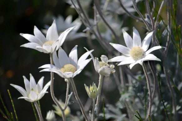 Sand-loving flannel flowers will grow well in pots.