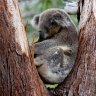 Koalas officially an endangered species in NSW, Queensland