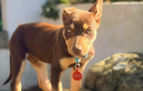 Welcome to the latest instalment in the diary of Frank, the world’s most adorable puppy.