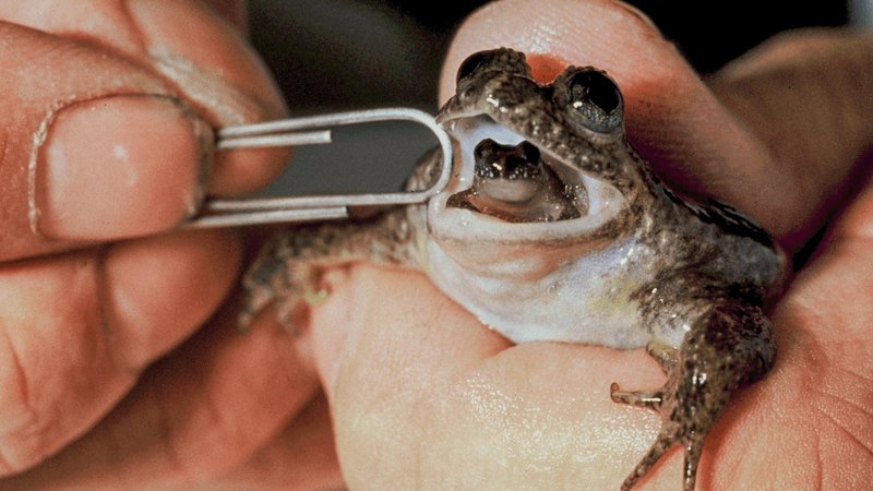 The premier, the poet and the fight to save a frog