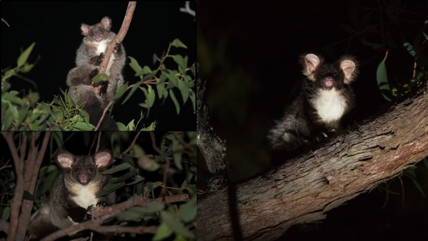 The northern species of greater glider (top left), central species (bottom left) and the southern species. 