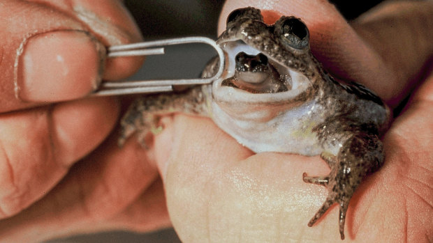 Gastric brooding frogs give birth to live froglets out of their mouths.