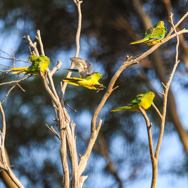 Orange-bellied parrots in a stand of trees at Melaleuca.
