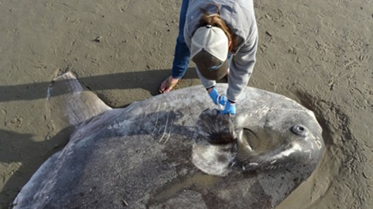 Jessica Nielsen, a conservation specialist at Coal Oil Point Reserve, takes tissue samples from the hoodwinker sunfish that washed up on Sands Beach near Santa Barbara.
