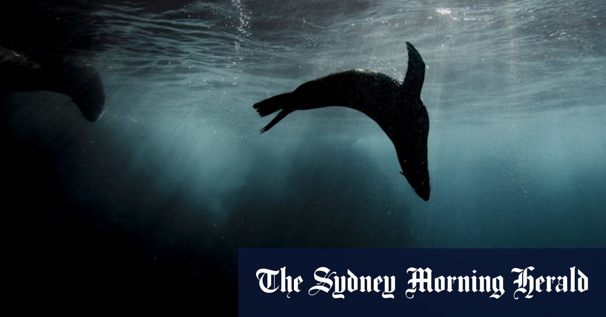 From Stuart Ayres to Sydney's seals – a diverse week at the Herald - Vimarsana News