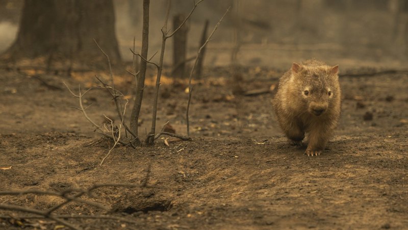 Australia Fires Greens Push Morrison Government For Extra Funding To Restore Native Wildlife Numbers