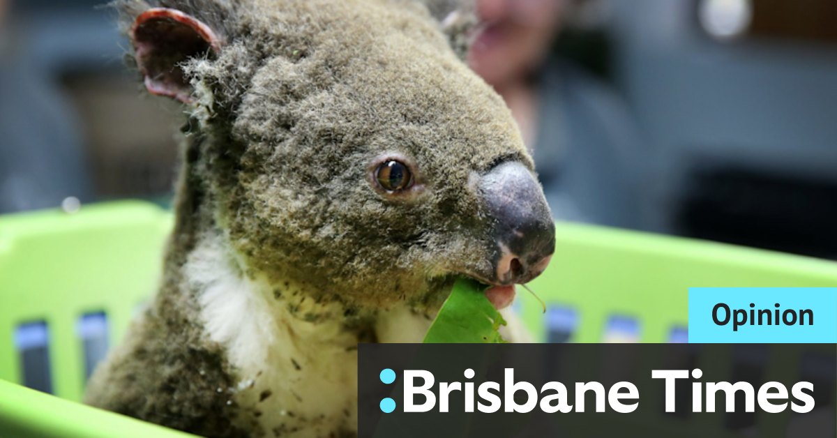 Is it too late to save an Aussie icon from extinction? I asked 'Dr Koala' - Vimarsana News