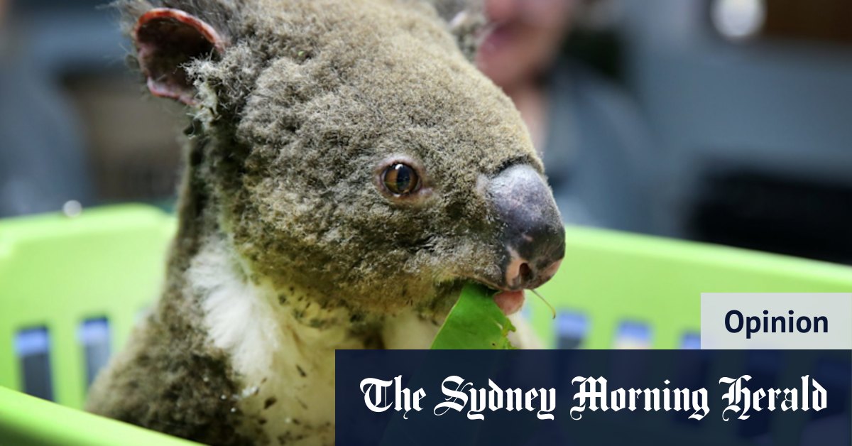 Is it too late to save an Aussie icon from extinction? I asked 'Dr Koala' - Vimarsana News