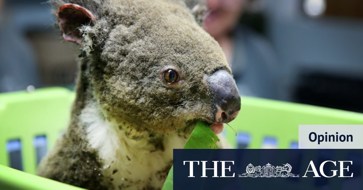 Is it too late to save an Aussie icon from extinction? I asked 'Dr Koala' - Vimarsana News