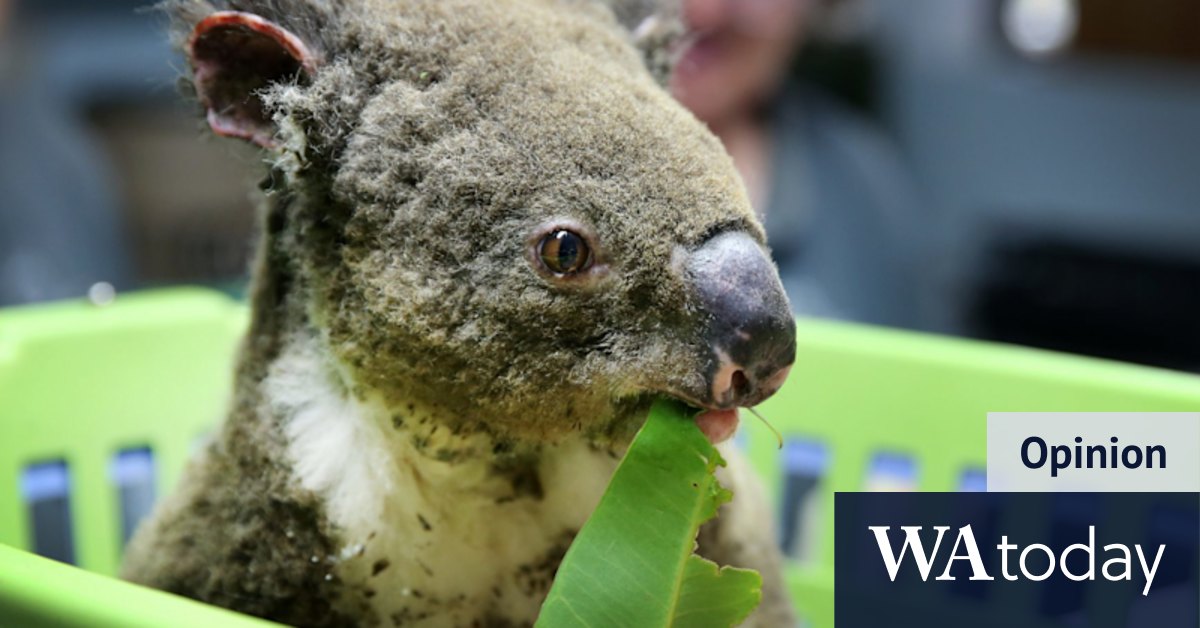 Is it too late to save an Aussie icon from extinction? I asked 'Dr Koala' - Vimarsana News