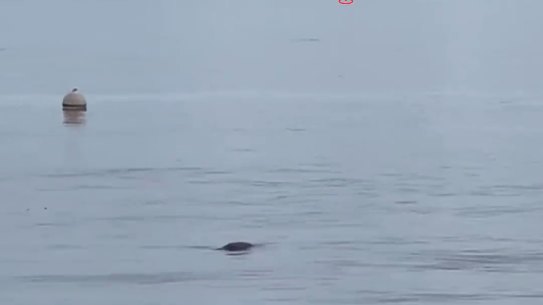 Footage believed to be a crocodile at North Stradbroke Island was actually a dugong.